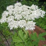 cow parsnip Flower