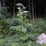 cow parsnip whole plant