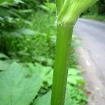 cow parsnip Stem