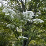 Hogweed_Flower - white