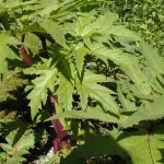 Hogweed Leaf