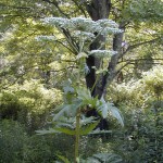 Hogweed_Plant white flower