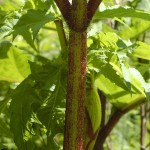 Hogweed Stem