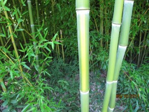 Phyllostachys aureasculata (Yellow Groove Bamboo). Photo: Donna Ellis, UConn