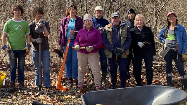 Volunteers work to remove invasives.