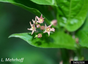 Cynanchum rossicum - L. Mehrhoff