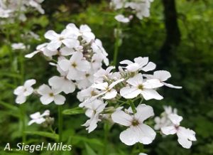 Hesperis matronalis flowers. A Siegel-Miles
