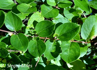 Connecticut Invasive Plant List | Connecticut Invasive Plant Working Group