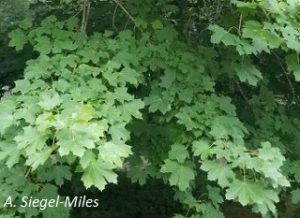 Acer platanoides foliage. A. Siegel-Miles