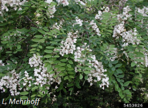 Robinia pseudoacacia foliage and flowers. L. Mehrhoff
