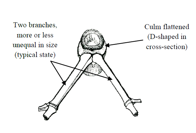 On smaller stems, the culm is strongly flattened (i.e. D-shaped in cross-section) for the entire length between branch- bearing nodes.