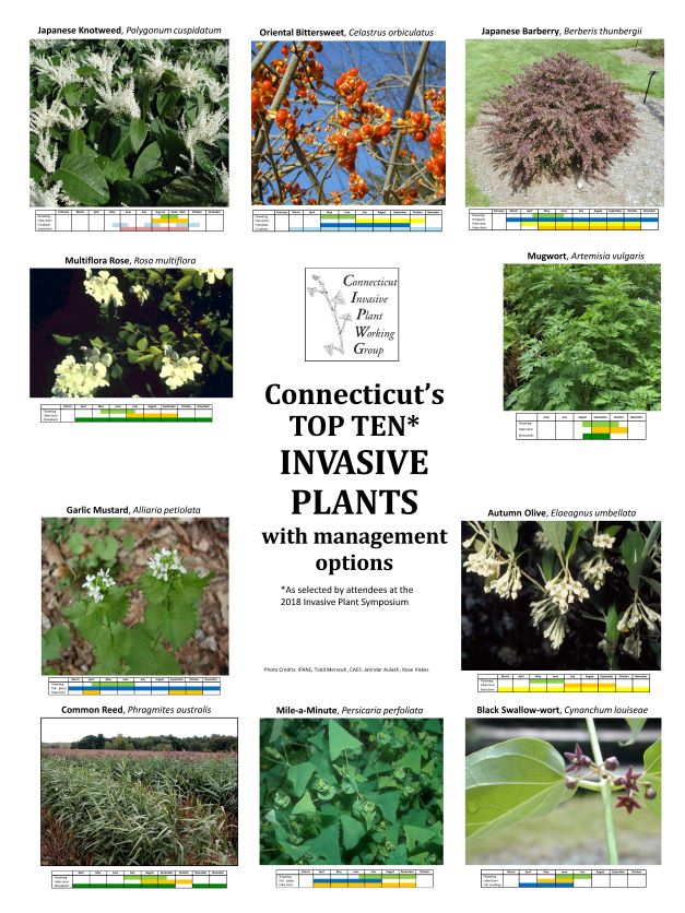 TOP TEN invasive plants in CT poster