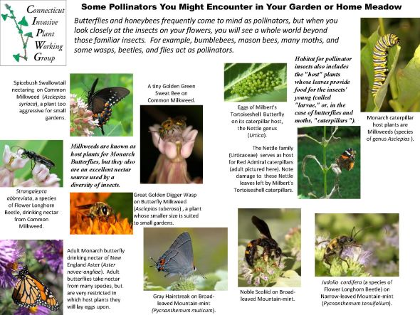 CIPWG Pollinators in Gardens & Meadows document
