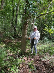 Person removing bittersweet from ash tree