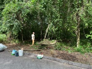 Pile of cut bittersweet that was removed from area next to parking lot