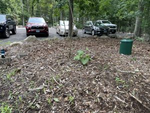 Knotweed was removed from the site - cleared area of wood next to parking lot. 