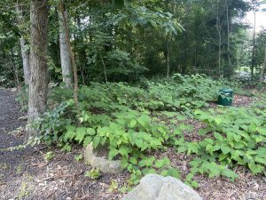 Knotweed infestation before walk, talk and cut event. Knotweed covered forest floor.