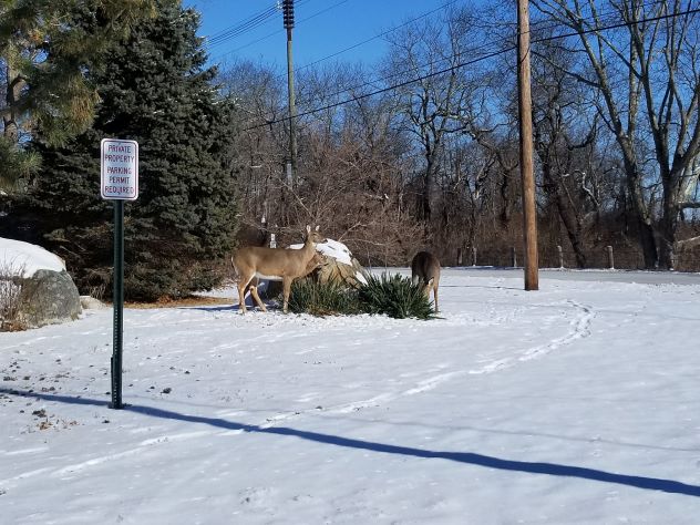 deer browse Yucca during winter with snow on the ground