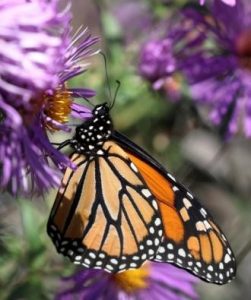 Adult Monarch butterfly drinking nectar of New England Aster (Aster novae-angliae). Adult butterflies take nectar from many species, but are very restricted in which host plants they will lay eggs upon