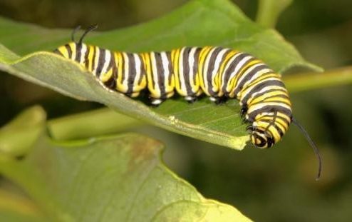 Host plants of monarch caterpillars are Milkweeds (species of genus Asclepias).