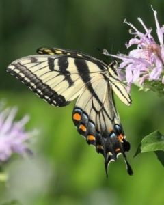 Eastern Tiger Swallow- tail taking nectar from Wild Bergamot (Monarda fistulosa).