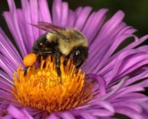 Common Eastern Bumblebee on New England Aster collecting pollen to feed its young. Note the orange, full pollen sac on its hind leg.