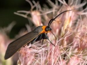 Yellow-collared Scape Moth on native Joe-Pye Weed (Eutrochium sp.).