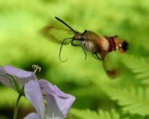 proboscis as it approaches a Wild Geranium (Geranium maculatum).