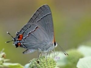 Gray Hairstreak on Broad- leaved Mountain-mint (Pycnanthemum muticum).