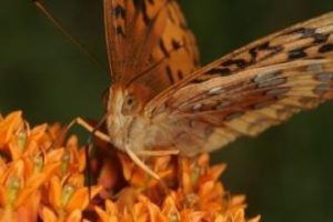 Great Spangled Fritillary
nectaring on Butterfly
Milkweed