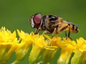 Hover Fly (Syrphidae) on Goldenrod (Solidago species).