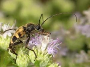 Judolia cordifera (a species of Flower Longhorn Beetle) on Narrow-leaved Mountain-mint (Pycnanthemum tenuifolium).