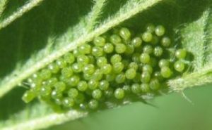 Eggs of Milbert's Tortoiseshell Butterfly on its caterpillar host, the Nettle genus (Urtica).
