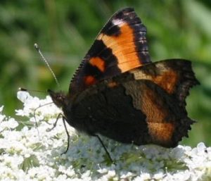 Milbert's Tortoiseshell adults are happy to drink nectar from the non-native Queen Anne's Lace (Daucus carota).