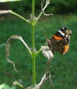 The Nettle family (Urticaceae) serves as host for Red Admiral caterpillars (adult pictured here). Note damage to these Nettle leaves left by Milbert's Tortoiseshell caterpillars.