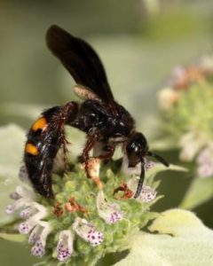 Noble Scoliid on Broad- leaved Mountain-mint.