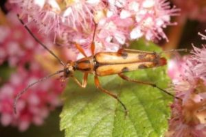 taking nectar from Steeplebush (Spiraea tomentosa).