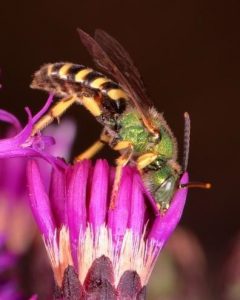 Agapostemon virescens (a species of Striped Sweat Bee) diving into New York Ironweed (Vernonia noveboracensis).
