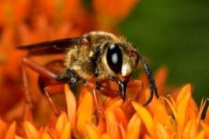 Great Golden Digger Wasp on Butterfly Milkweed (Asclepias tuberosa) , a plant whose smaller size is suited to small gardens.