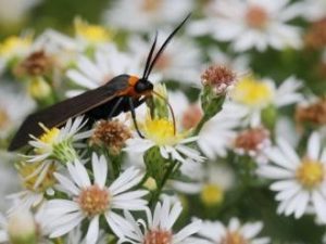 Yellow-collared Scape Moth on native Aster (Symphyotrichum sp.).