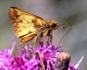 Zabulon Skipper sucking nectar of New York Ironweed through its long, curved, straw-like proboscis.