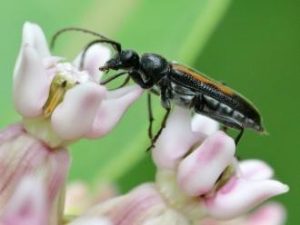 Strangalepta abbreviata, a species of Flower Longhorn Beetle, drinking nectar from Common 
Milkweed.