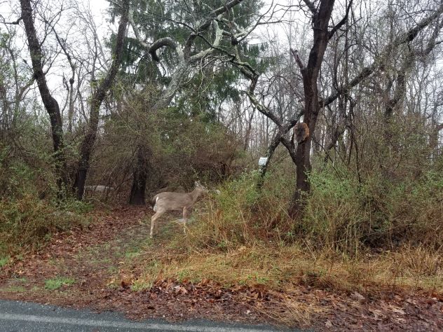 deer in the woods