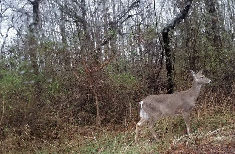 deer along the edge of woods