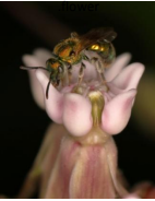 A tiny Golden Green Sweat Bee on Common Milkweed.