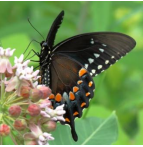 Spicebush Swallowtail nectaring on Common Milkweed (Asclepias syriaca), a plant too aggressive for small gardens.