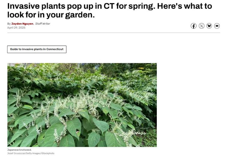 CT Post article by Jayden Nguyen, from April 29, 2025. Title: "Invasive plants pop up in CT for spring. Here's what to look for in your garden." with a picture of Japanese knotweed.