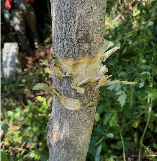 Figure 1. Small diameter trunk (< 6 inches) hacked or “frilled” with a small hatchet.