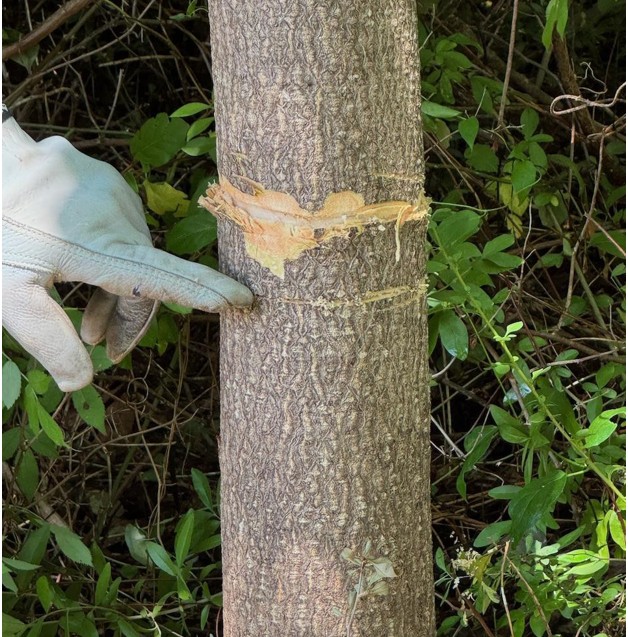 Figure 2. Shallow girdling cuts encircling a 4-inch diameter trunk were made manually with a branch saw. Peter was concerned that these cuts were too shallow to take up an effective amount of herbicide and would likely heal over, so he widened the upper groove using a small hatchet.