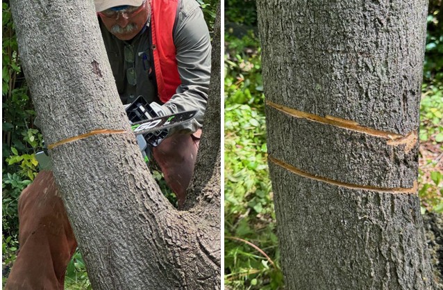 Figure 3. Peter used an electric chain saw to make two girdling cuts entirely around each trunk. The finished cuts are shown on the right. Both trunks of this large tree were similarly cut and treated.